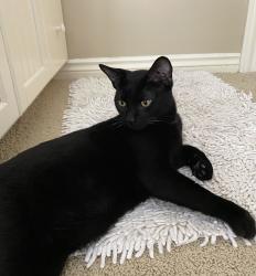 Lost Male Cat last seen Knapp and Dunnigan, Grand Rapids, MI 49525