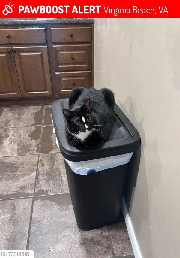 Lost Male Cat last seen Kipling street & south plaza trail, Virginia Beach, VA 23452