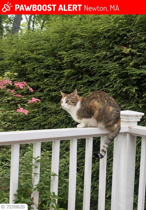 Lost Female Cat last seen Gammons Rd, Newton, MA 02468