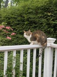 Lost Female Cat last seen Gammons Rd, Newton, MA 02468