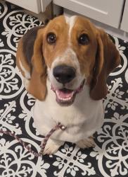Reunited Unknown Dog last seen Zuni and Girard, Sheridan, CO 80110