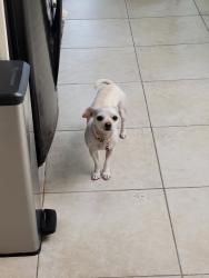 Lost Female Dog last seen RaceTrac, Golden Chick, Doggie's Wonderland; corner of Plano Pkwy and Independence, Plano, TX 75075