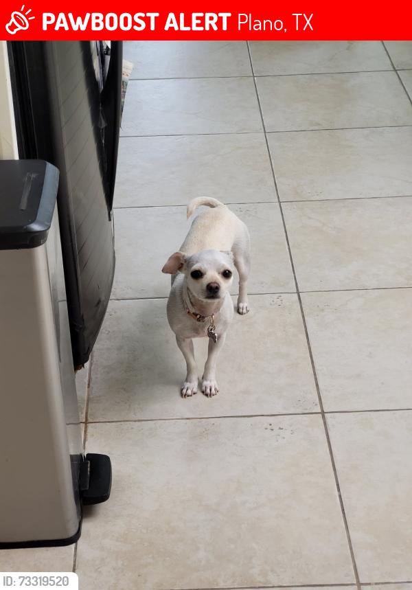 Lost Female Dog last seen RaceTrac, Golden Chick, Doggie's Wonderland; corner of Plano Pkwy and Independence, Plano, TX 75075