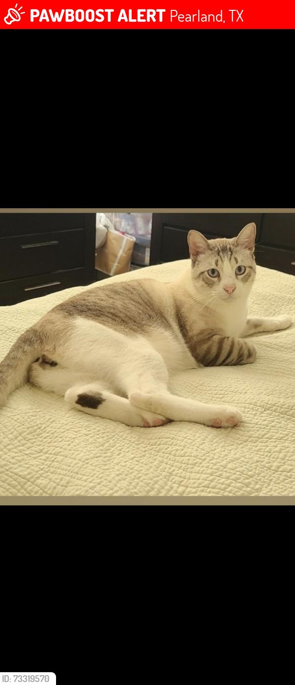 Lost Male Cat last seen Near Barry Moore Dr. Pearland TX. 77581, Pearland, TX 77581