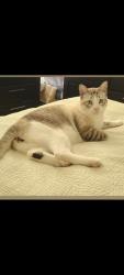 Lost Male Cat last seen Near Barry Moore Dr. Pearland TX. 77581, Pearland, TX 77581