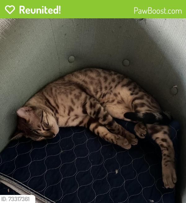 Reunited Male Cat last seen Maitland Ave & E Faith Terrace, Maitland, FL 32751