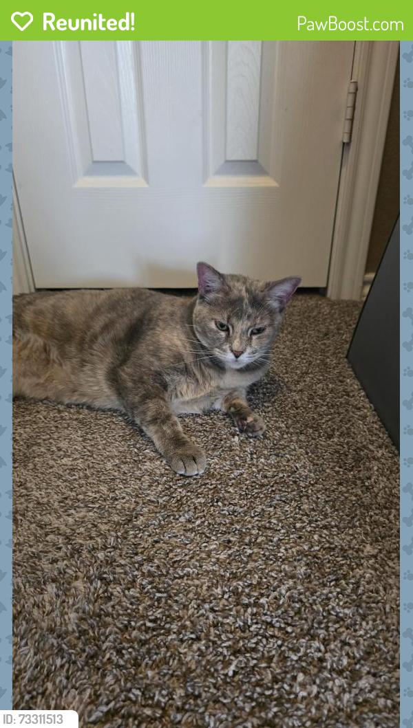 Reunited Female Cat last seen Corinth Farms Park, Corinth, TX 76208