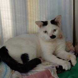 Shelter Stray Male Cat last seen Near BLOCK VENONA AVE OFFICE C9, 4950 SW Triana Blvd, Huntsville, AL 35805, USA