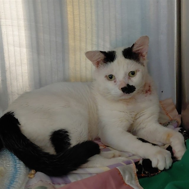 Shelter Stray Male Cat last seen Near BLOCK VENONA AVE OFFICE C9, 4950 SW Triana Blvd, Huntsville, AL 35805, USA