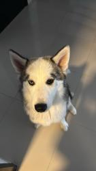 Lost Female Dog last seen Av manuel Barragán, av universidad, San Nicolás de los Garza, N.L. 66457