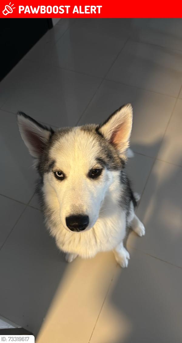 Lost Female Dog last seen Av manuel Barragán, av universidad, San Nicolás de los Garza, N.L. 66457