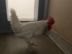 Shelter Stray Male Bird last seen 14TH/PICO, 1640 9th St, Santa Monica, CA 90404, USA