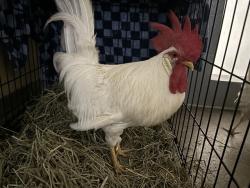 Shelter Stray Male Bird last seen 14TH/PICO, 1640 9th St, Santa Monica, CA 90404, USA