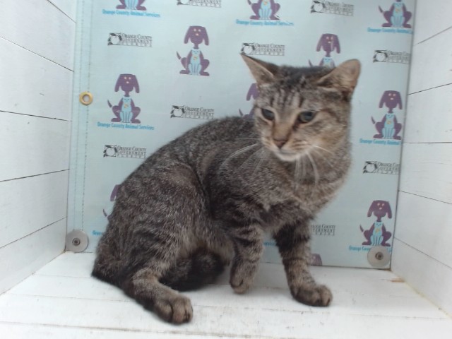 Shelter Stray Female Cat last seen , 2769 Conroy Rd, Orlando, FL 32839, USA