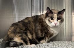 Shelter Stray Female Cat last seen Near BLOCK 11TH STREET, 1640 9th St, Santa Monica, CA 90404, USA