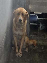 Shelter Stray Male Dog last seen , 1850 W 60th St, Los Angeles, CA 90047, USA