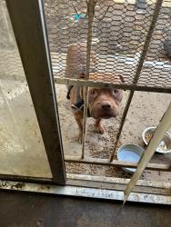 Shelter Stray Male Dog last seen Near BLOCK AVE/DELLA CIR, 95828, 3839 Bradshaw Rd, Sacramento, CA 95827, USA