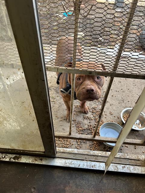 Shelter Stray Male Dog last seen Near BLOCK AVE/DELLA CIR, 95828, 3839 Bradshaw Rd, Sacramento, CA 95827, USA