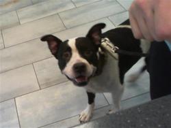 Shelter Stray Female Dog last seen CHARLOTTE, 8315 Byrum Dr, Charlotte, NC 28217, USA