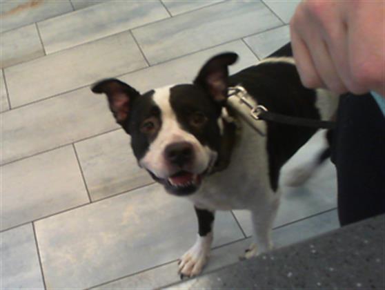 Shelter Stray Female Dog last seen CHARLOTTE, 8315 Byrum Dr, Charlotte, NC 28217, USA