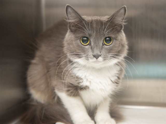 Shelter Stray Female Cat last seen S COTTON LN AND W YUMA RD, 5501 E Van Buren St, Phoenix, AZ 85008, USA