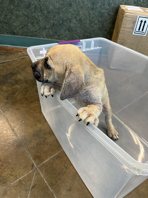 Shelter Stray Male Dog last seen 11TH ST, 31078 LA-36, Lacombe, LA 70445, USA