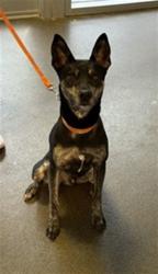 Shelter Stray Male Dog last seen Near BLOCK CENTER ST N, 2020 Forest St, Jacksonville, FL 32204, USA