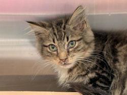 Shelter Stray Female Cat last seen COLFAX ST & 27 LEESBURG, 12280 County Rd 448, Tavares, FL 32778, USA