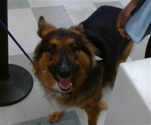 Shelter Stray Male Dog last seen , 2811 SE 29th St, Oklahoma City, OK 73129, USA