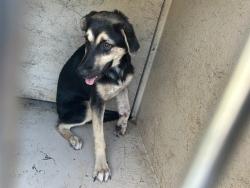 Shelter Stray Female Dog last seen Near BLOCK SW 32ND ST, OKLAHOMA CITY OK 73109, 2811 SE 29th St, Oklahoma City, OK 73129, USA