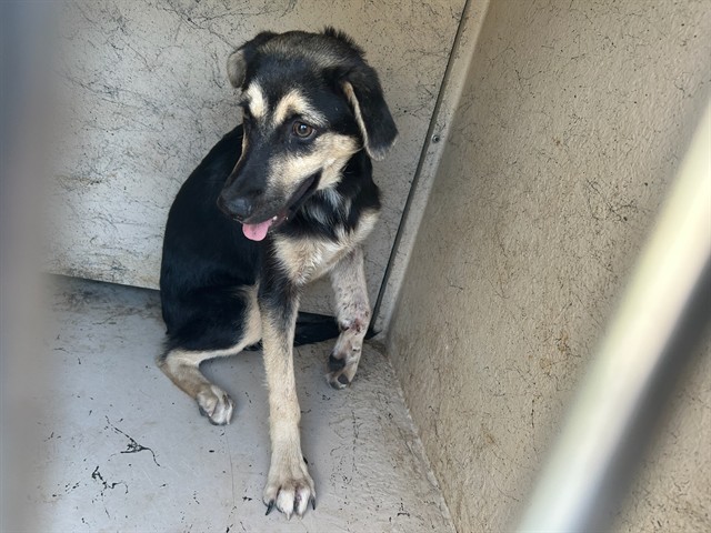 Shelter Stray Female Dog last seen Near BLOCK SW 32ND ST, OKLAHOMA CITY OK 73109, 2811 SE 29th St, Oklahoma City, OK 73129, USA