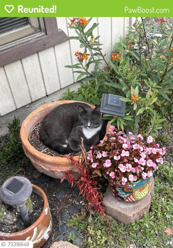Reunited Male Cat last seen S Vicentia Ave and Montoya, Corona, CA 92882