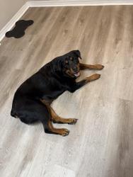 Reunited Female Dog last seen Lakeview, Clearwater, FL 33764