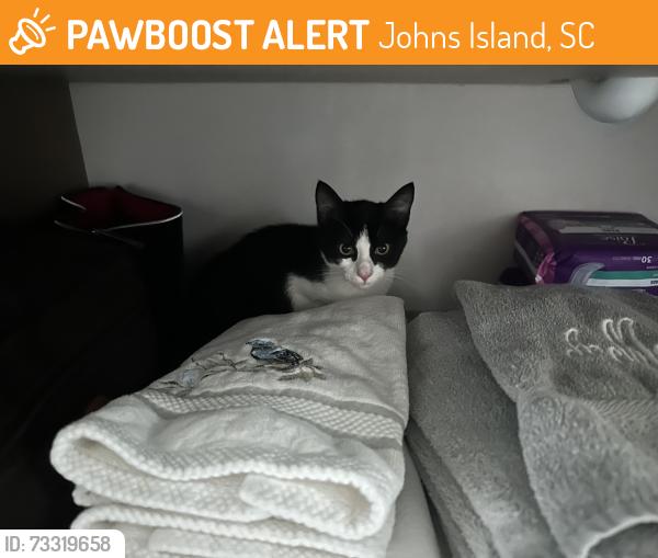 Found/Stray Unknown Cat last seen Next to Gift Plantation, Johns Island, SC 29455