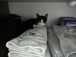 Found/Stray Unknown Cat last seen Next to Gift Plantation, Johns Island, SC 29455