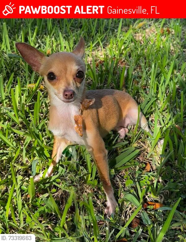 Lost Female Dog last seen Near nw 4th ter Florida city Florida 33034, Florida City, FL 33034