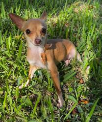 Lost Female Dog last seen Near nw 4th ter Florida city Florida 33034, Florida City, FL 33034