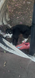 Reunited Female Cat last seen Scholls Ferry and Northvale, Portland, OR 97225