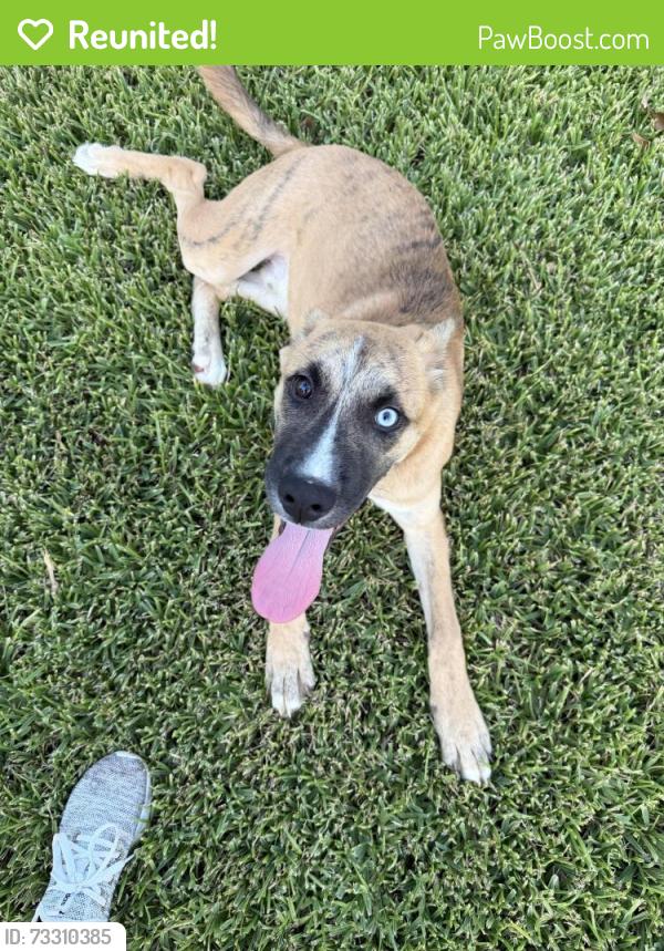 Reunited Male Dog last seen Hollytree Dr, Tyler, TX 75703