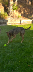 Reunited Male Dog last seen Uintah & Mesa, Colorado Springs, CO 80904