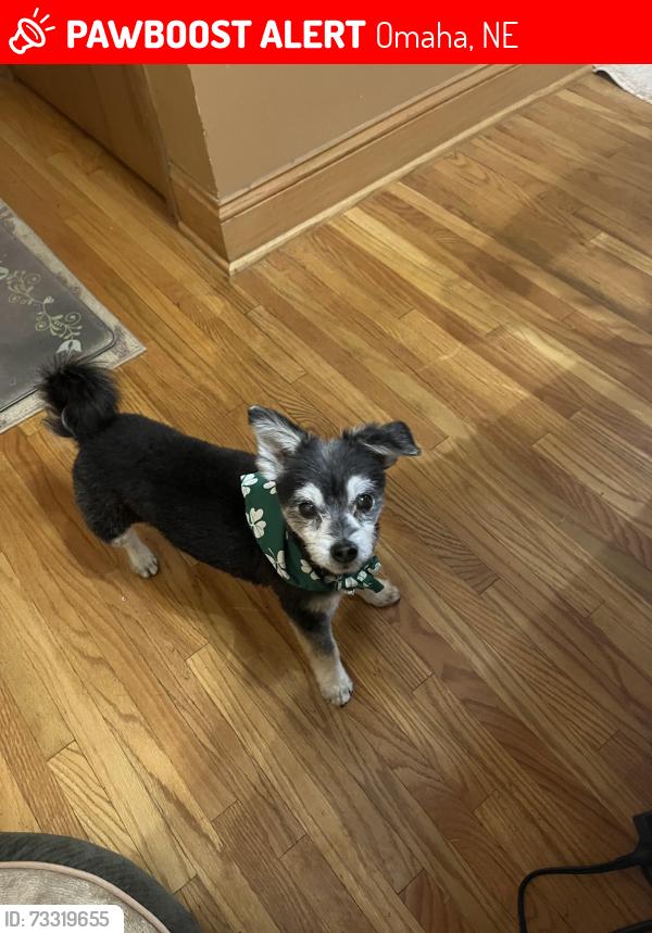 Lost Female Dog last seen 114th Street and Pierce Street, Omaha, NE 68144