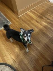 Lost Female Dog last seen 114th Street and Pierce Street, Omaha, NE 68144