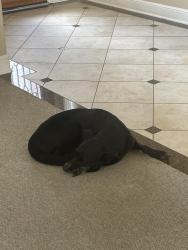 Found/Stray Female Dog last seen windsor Park lakes, Houston, TX 77094