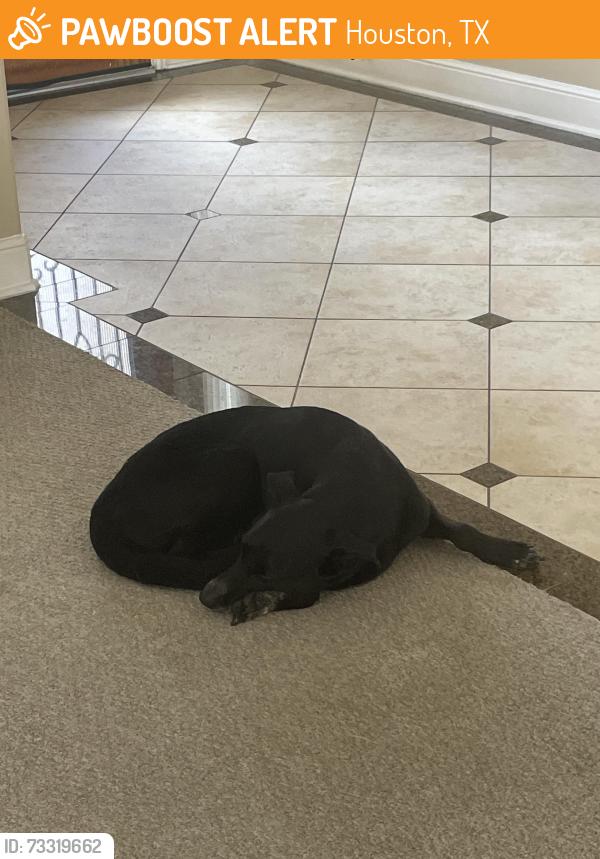 Found/Stray Female Dog last seen windsor Park lakes, Houston, TX 77094