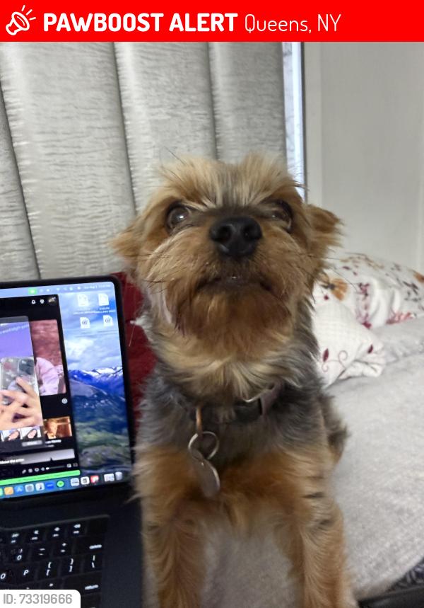 Lost Male Dog last seen By the chase on northern blvd, Queens, NY 11354