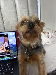 Lost Male Dog last seen By the chase on northern blvd, Queens, NY 11354