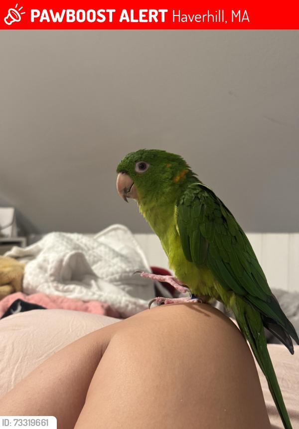 Lost Male Bird last seen trees behind Curtis Avenue near Haverhill Waste Plant by Merrimack River closest to Hales Island, Haverhill, MA 01835