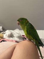 Lost Male Bird last seen trees behind Curtis Avenue near Haverhill Waste Plant by Merrimack River closest to Hales Island, Haverhill, MA 01835