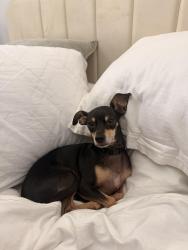 Reunited Male Dog last seen Near Denfield Dr, Round Rock, TX 78664