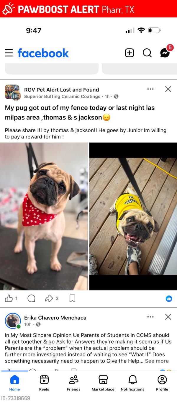 Lost Male Dog last seen Las milpas, Pharr, TX 78577